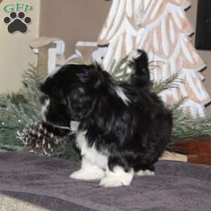 Ammon, Shih Tzu Puppy